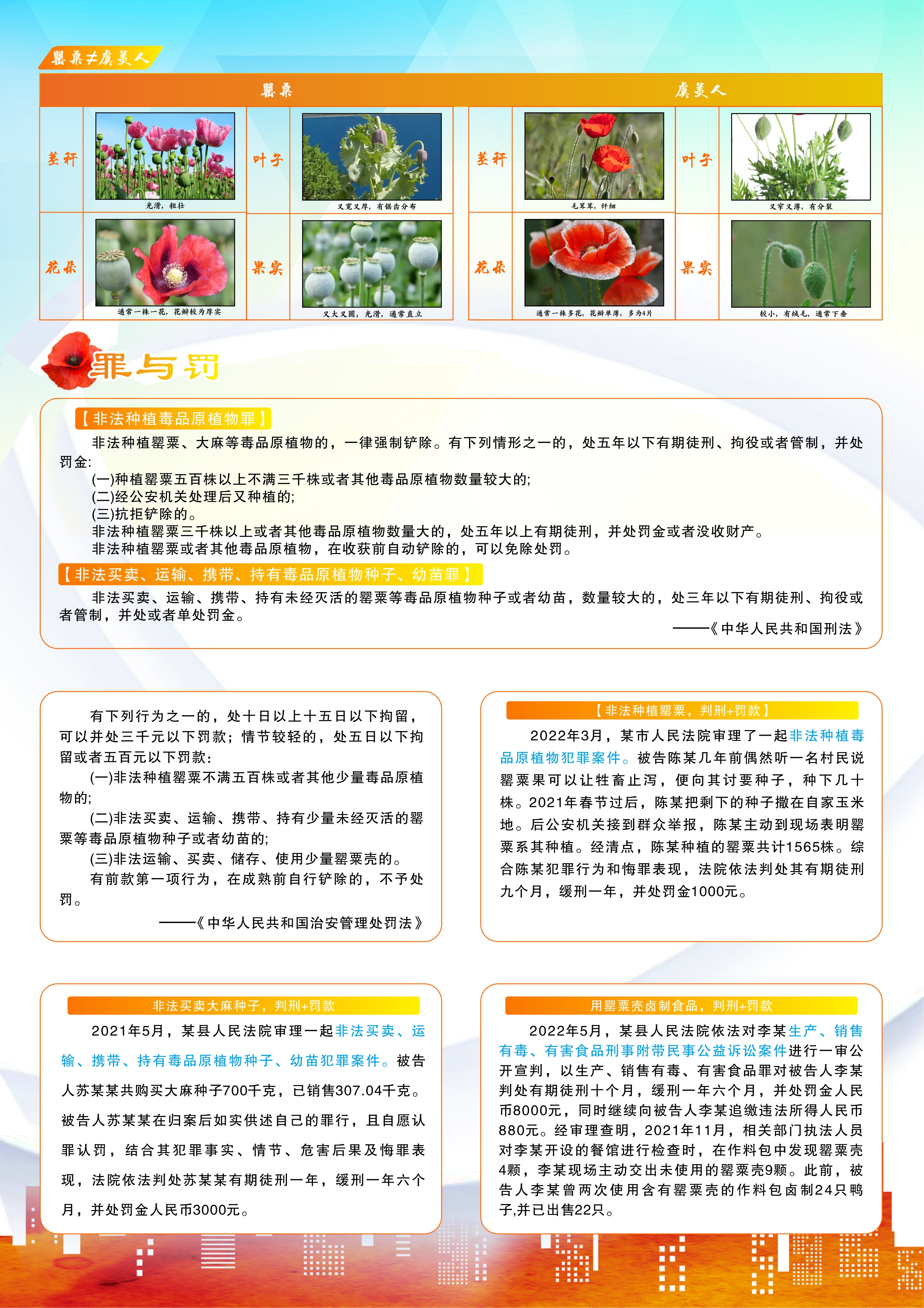 “禁毒宣传进万家”系列·禁种铲毒——罂粟不是普通花 私种一株也违法（竖图二）